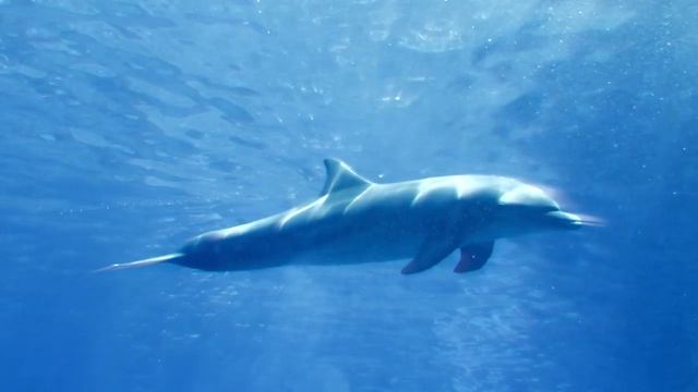 Zen Music, Meditation, Relaxation, Sleep, Yoga, Massage, 禅, дзэн, التأمل. Whistling Dolphin