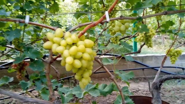 Виноград Аркадия