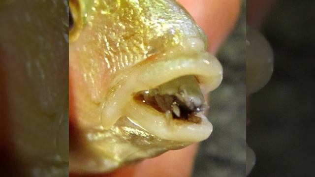 చేప నాలుకను తినేస్తున్న జీవి | Tongue Eating Louse | Facts in Telugu | Scary Facts Telugu #shorts смотреть онлайн