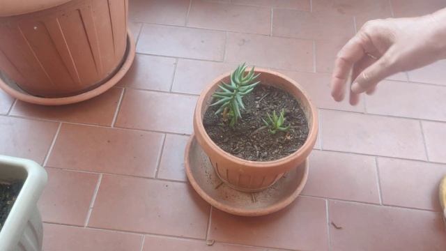 Crassula Tetragona Plant ☘️🌵 Growth 📈💹