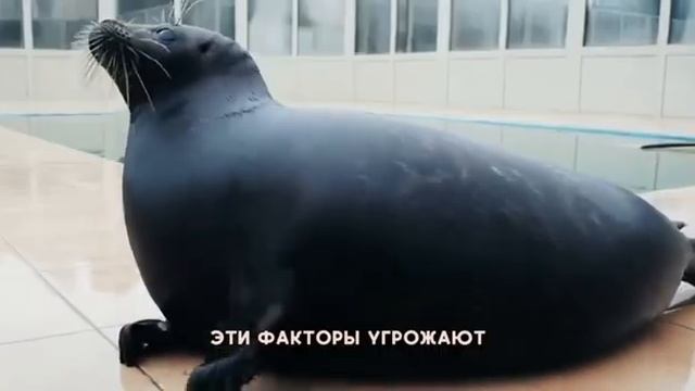 Сохранение биоразнообразия:балтийская нерпа #знаешьнаучи #нерпа #окружающиймир