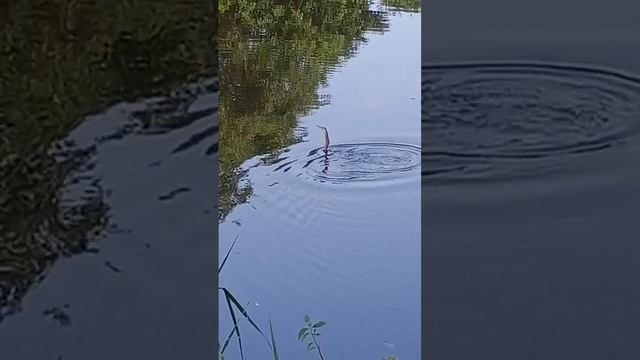 snake bird catches fish смотреть онлайн