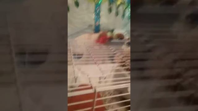Моя покупка. смотреть онлайн