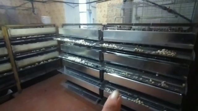 Развидение Перепелов .БОЛЬШОЙ НОВЫЙ ПЕРЕПЕЛЯТНИК - ПТИЧЬНИК( Заселяем перепелами).mp4 смотреть онлайн