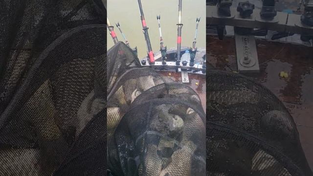 충주땜 보트 낚시 어복있는날 대박붕어 메기 동자개등왕창 흐 흐 смотреть онлайн