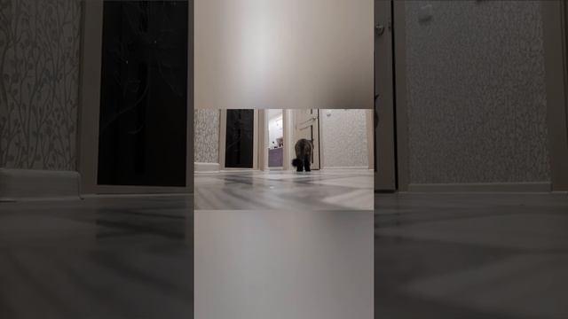 благодарит за kitekat, включи это видео своей кошке и она прибежит к тебе смотреть онлайн