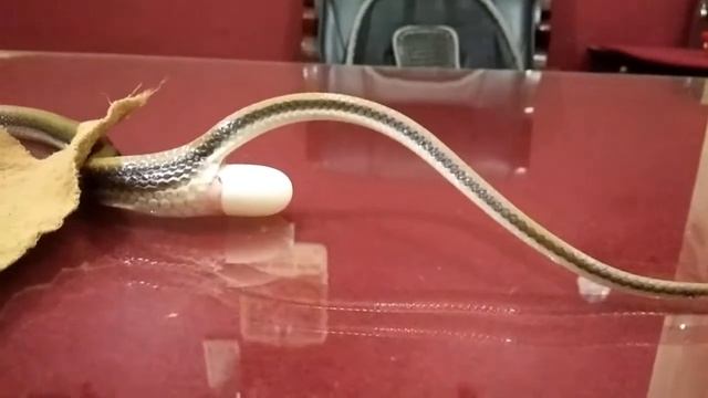 Trinket snake laying eggs ... смотреть онлайн