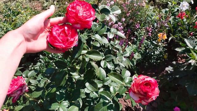 ИНФЕКЦИОННЫЙ ОЖОГ. ОТКРЫВАЮ РОЗЫ смотреть онлайн