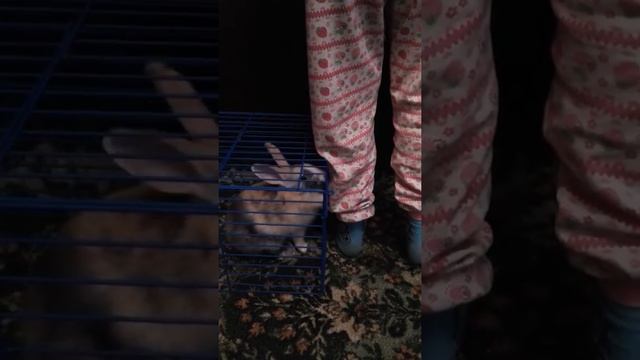 Кролику скучно😂 смотреть онлайн