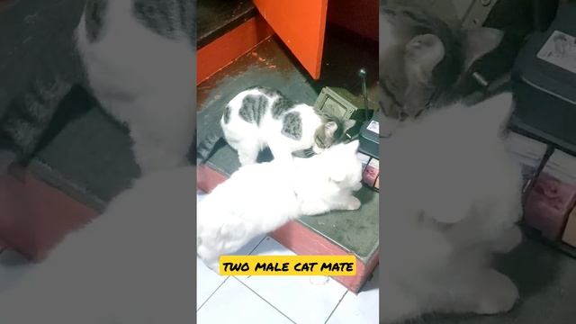 two male cats mate #shorts смотреть онлайн
