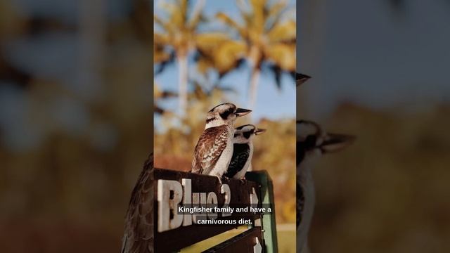 Short Animal Facts! Kookaburra смотреть онлайн