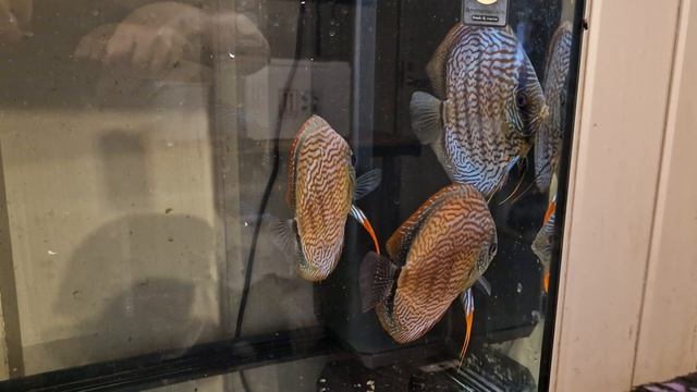 new discus 30.06.2024 смотреть онлайн