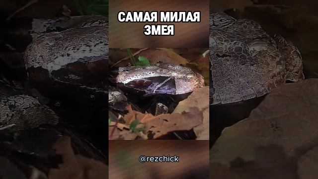 Самая милая змея смотреть онлайн