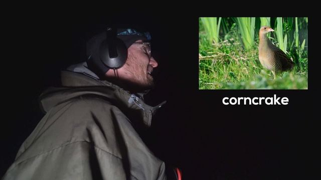 Corncrakes on Oronsay - noises in the night смотреть онлайн