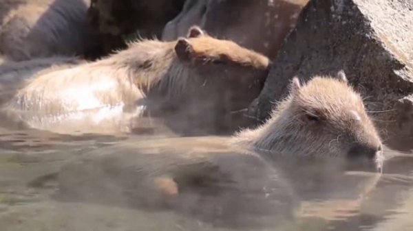 Cute and Funny Moments with 🥰 Capybara Compilation : 10 Interesting Facts about Capybara
