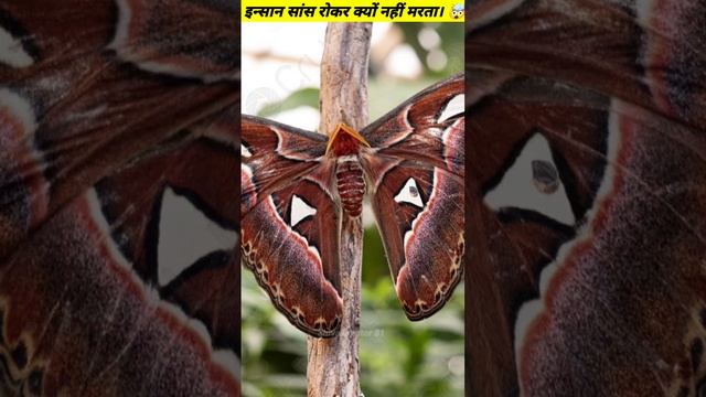 इन्सान सांस रोककर क्यों नहीं मरते हैं.#shorts #factsinhindi #viralfactshorts смотреть онлайн