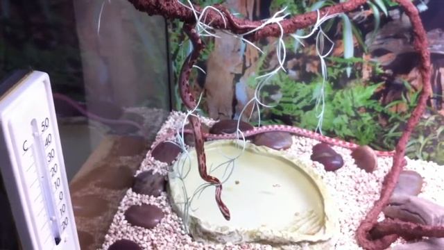 Pantherophis guttatus en liana смотреть онлайн