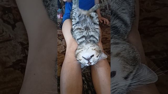 Женька успокоитель животных 😂. #кот #Макс #узбокойся #коткайфушник смотреть онлайн