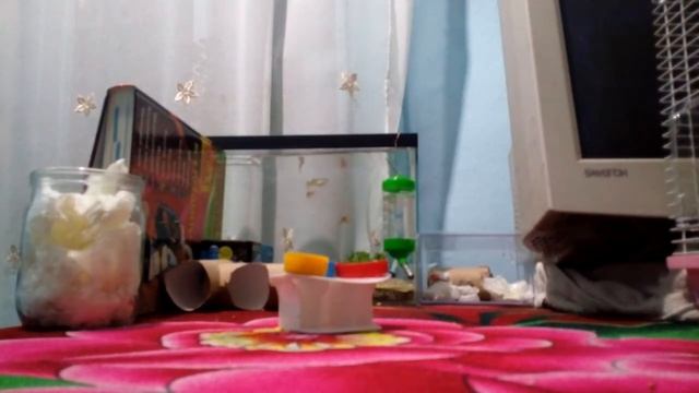 Хомка Ленд с бешеной семечкой. смотреть онлайн