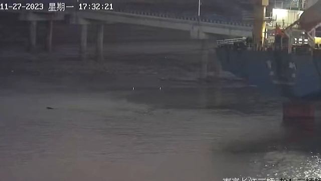 Заплыв дикого кабана смотреть онлайн