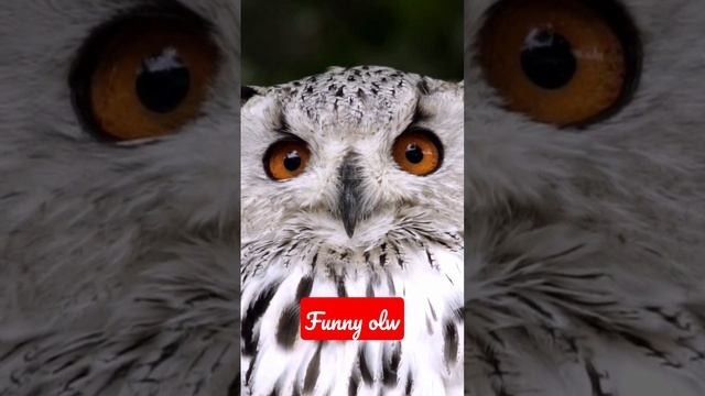 How to make owl sounds with 2023#youtubeshorts #vellamunda смотреть онлайн