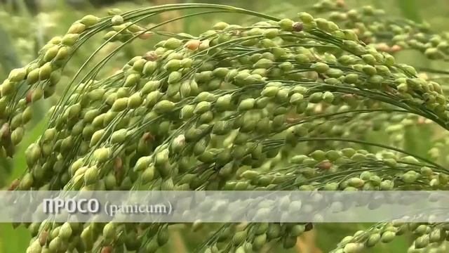 просо смотреть онлайн