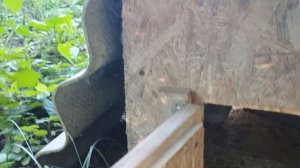 Содержание перепелов в вольере (спустя 3 года)