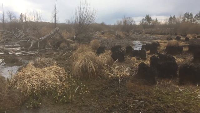 Выпуск уток 2020 смотреть онлайн