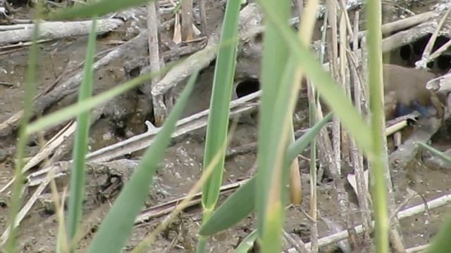 Bluethroat (Luscinia svecica) смотреть онлайн
