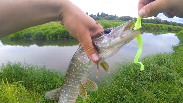 Операция "Щукин сын"