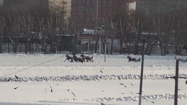 Московский ипподром. Бега. 25.01.15. Заезд 7(45) смотреть онлайн