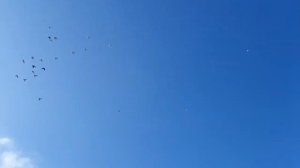 Голуби Казахстана. Асхата Талдыкорган