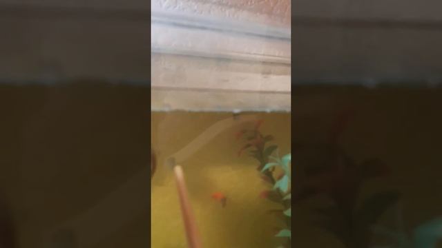 Недельные мальки гуппи смотреть онлайн