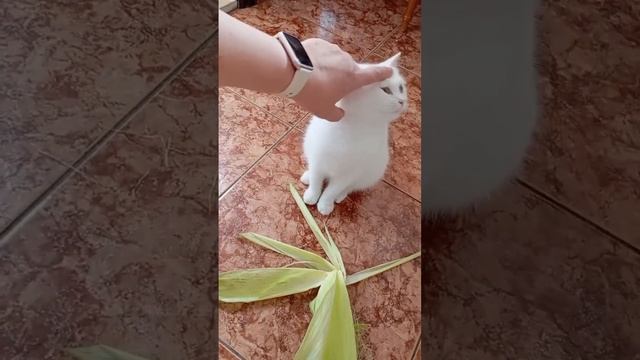 Алиса, это кукуруза. Кукуруза, это Алиса 🌽 Alice, this is corn. Corn, this is Alice смотреть онлайн
