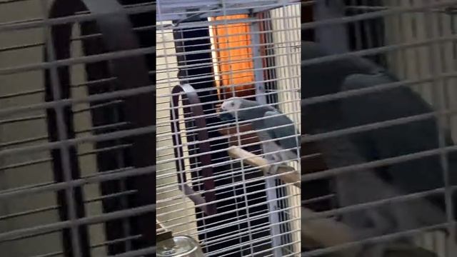 My parrot смотреть онлайн