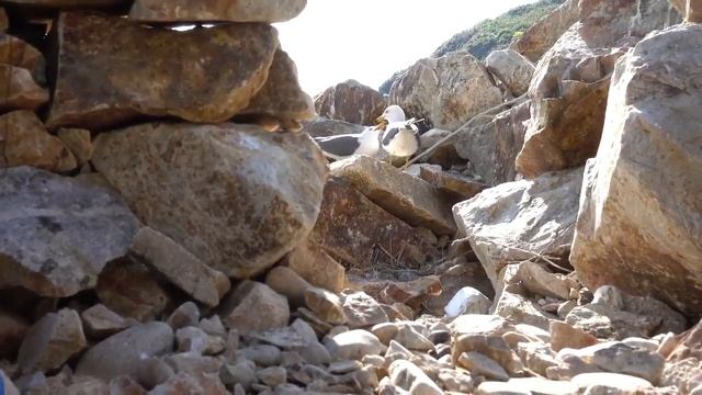 오지 무인도 갈매기 고양이 인간에 껄끄런 동거.Uninhabited island seagull cat human gritty bundring смотреть онлайн
