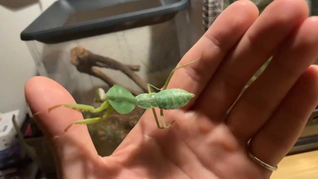 L6 Rhombodera Latipronotum handling смотреть онлайн