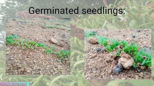 Complete lecture on cultivation practices of Barnyard millet |Agricultural Education смотреть онлайн