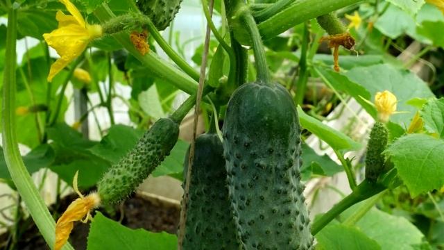 Подсыпала под огурцы и за ночь наросло 50 вёдер огурцов, будете столько же собирать! смотреть онлайн