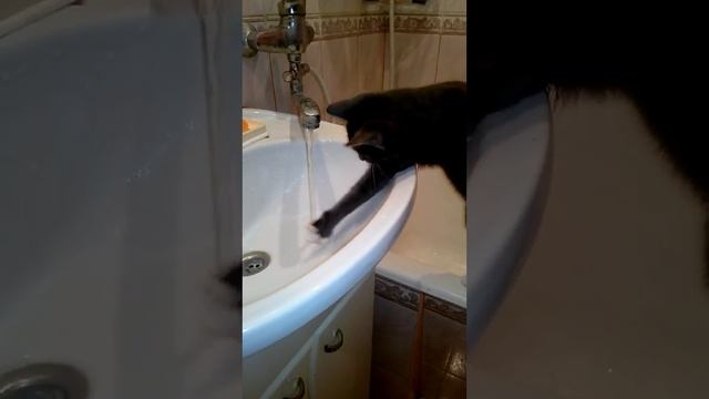 Кот в ванной / Funny cat at the bathroom смотреть онлайн