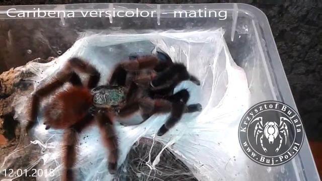 Caribena versicolor mating смотреть онлайн