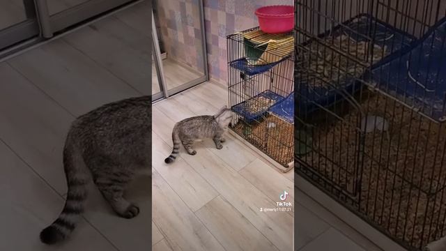 это кто такой? котэ и шиншилла смотреть онлайн