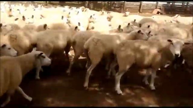 150 ovel E.F смотреть онлайн