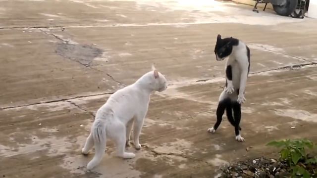 кот джеки чана смотреть онлайн
