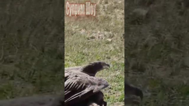 Орел Поймал Кабана смотреть онлайн