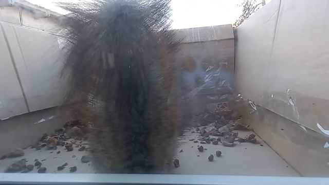 Завтрак Белка Моти, пришел утром 13.04.23. смотреть онлайн