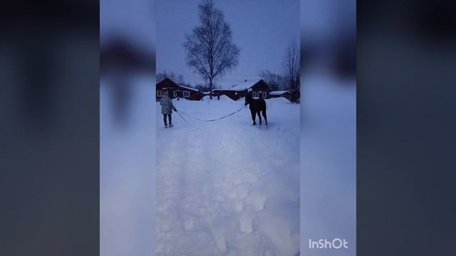 жеребчик на продажу. смотреть онлайн