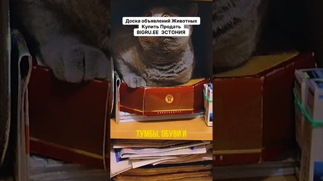 Как сделать идеальные фото котят? Узнайте секреты прямо сейчас! Рекомендация от Bigru.ee смотреть онлайн