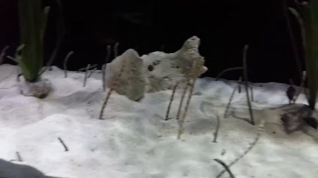 씨라이프 실고기?! смотреть онлайн