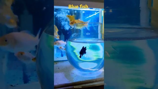 blue fish #youtube #youtubemonetization #ytshorts #viral #trending #yt #youtuber #pets #fishtank смотреть онлайн